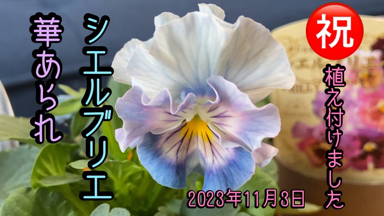 【シエルブリエ 】【華あられ】ビオラ植え付けました。我が家のビオラ