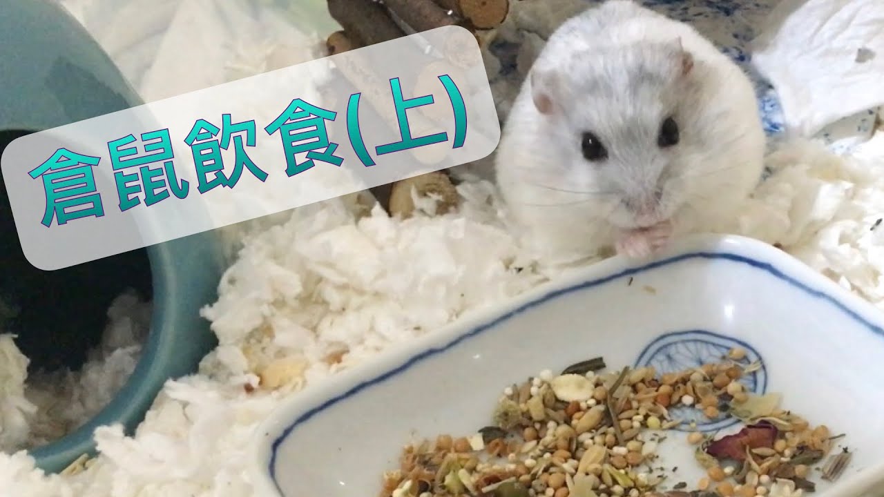 倉鼠需要什麼營養？各類倉鼠糧有何優缺？如何減肥？