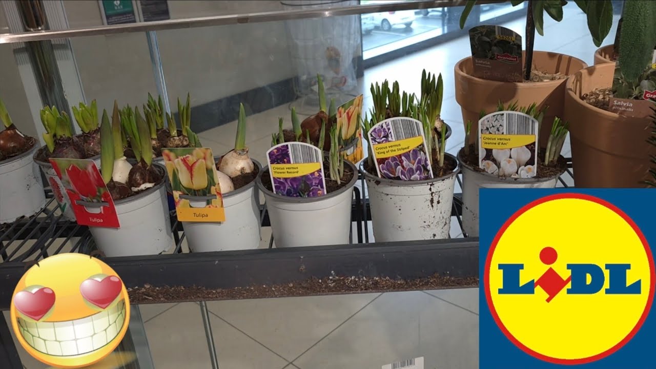 ARRIVAGE LIDL 2 FÉVRIER 2026