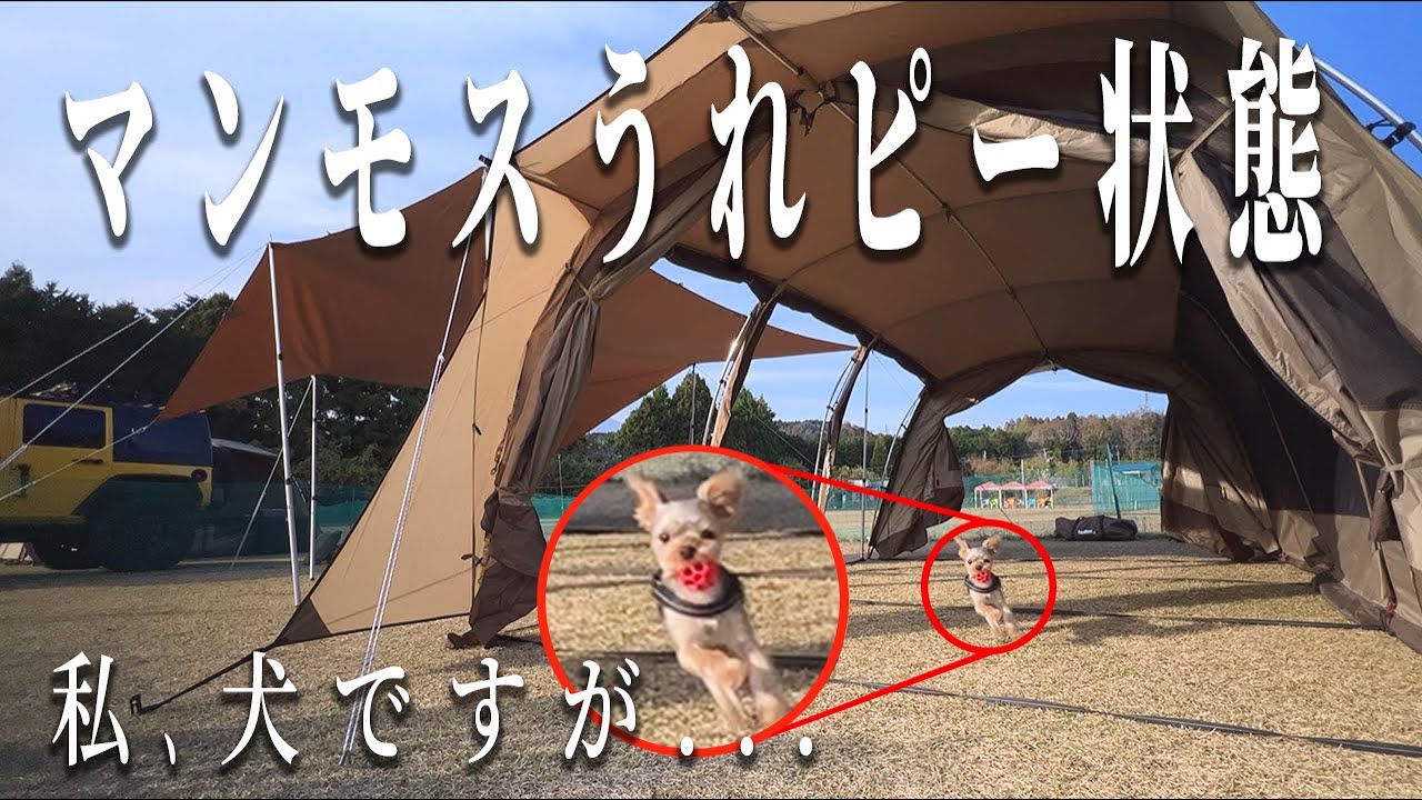 こんな解放感あんのかよ!!愛犬キャンパー必見!!ワンちゃんノーリードサイトが最高すぎた件【DogField合衆国　前編1/2】