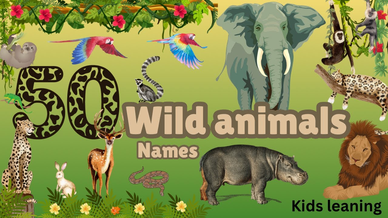 Wild animals for kids Learning | Children Educational video Animals live in forests
