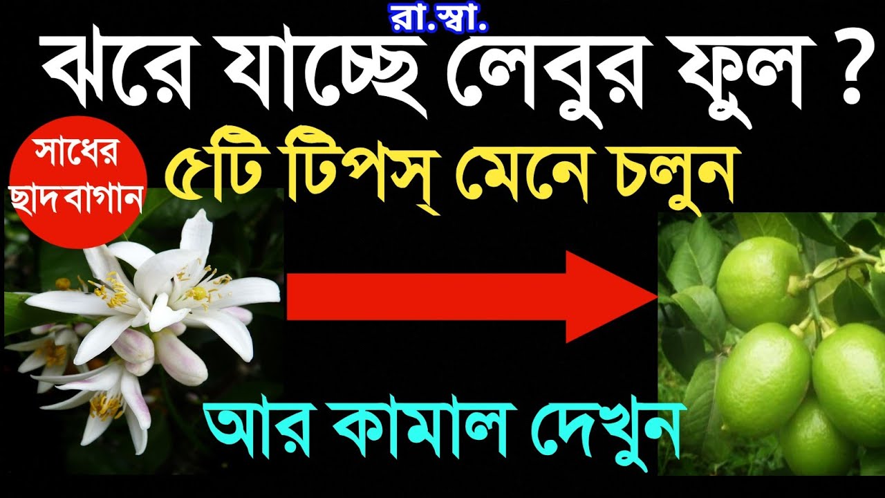 ঝরে যাচ্ছে লেবুর ফুল? ৫টি টিপস্ এই মিলবে সমাধান। ফলবে প্রচুর লেবু। prevent buds drops of lemon plant