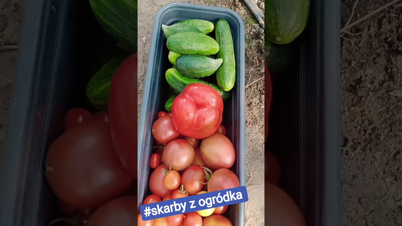 Warto pracować w ogr&oacute;dku ❤️ #eco #garden #ecogardening #ogrodnictwo #ogr&oacute;d #gardenplants