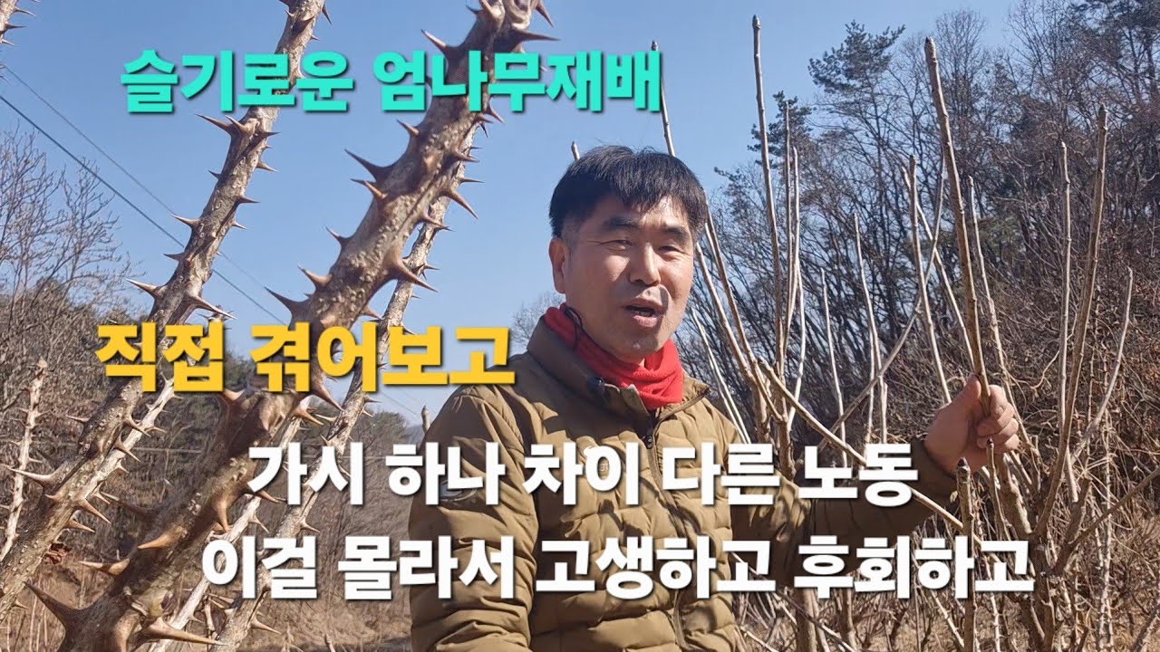 가시없는 엄나무 vs 가시엄나무｜가시 하나 차이, 노동은 두 배 … 몰라서 고생
