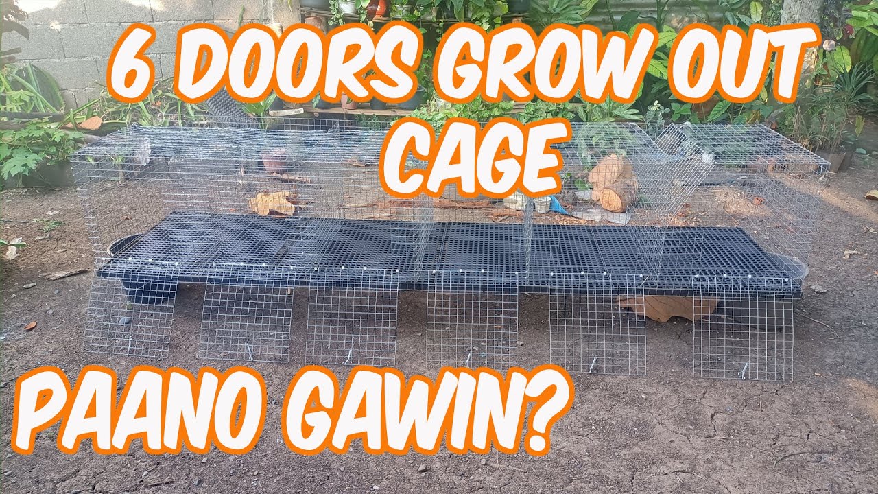 Rabbit Farming | Paano Gumawa Ng 6 Doors Grow Out Rabbit Cage | Simple Steps