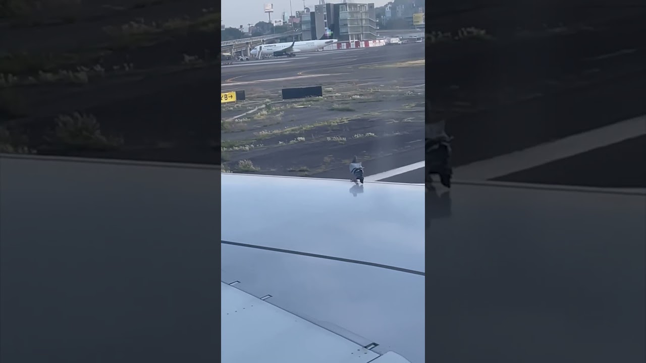 Pigeon Slides Off Aircraft Wing