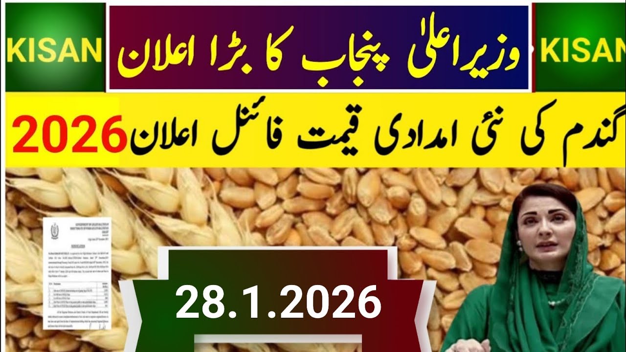 New Wheat Support Price 2026 / گندم کی نئی امدادی قیمت فائنل اعلان