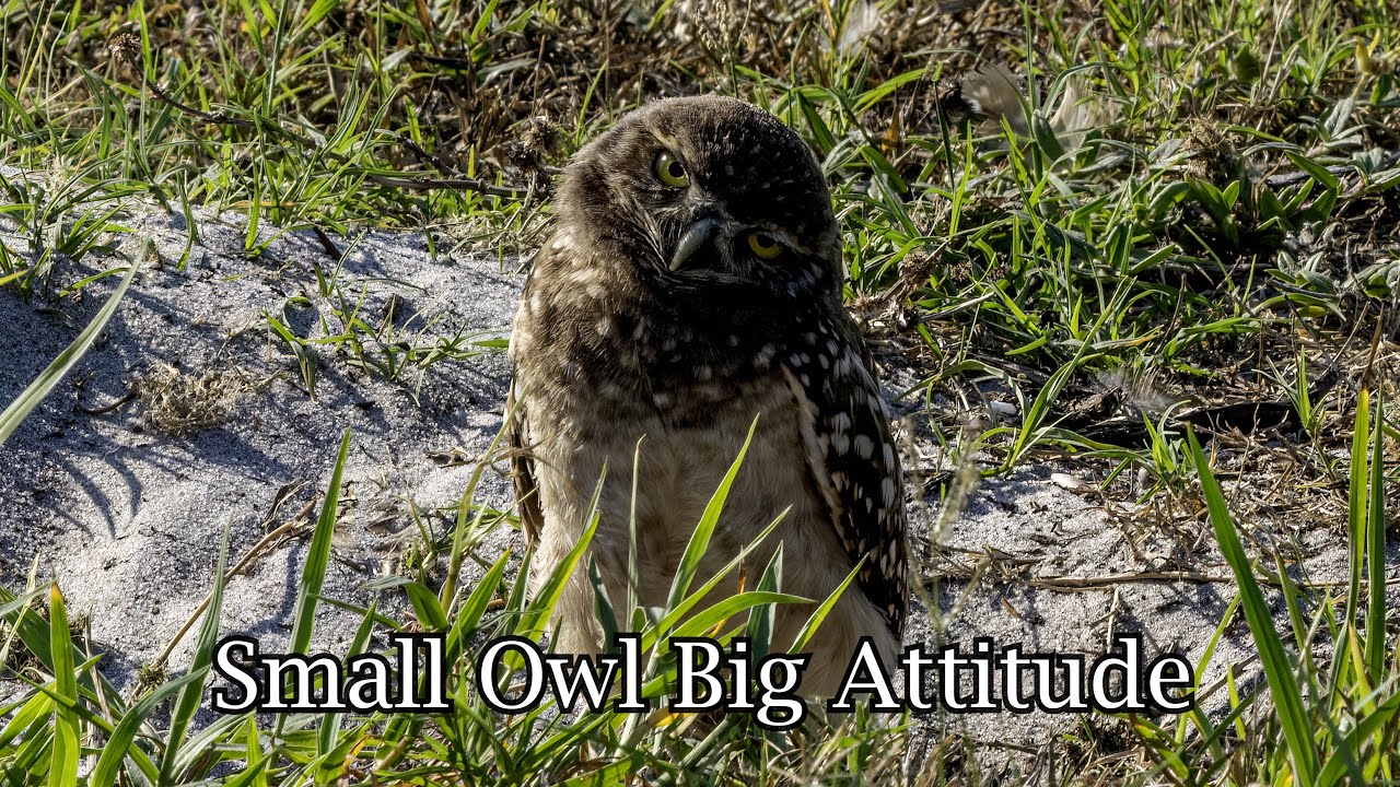 Small Owl Big Attitude