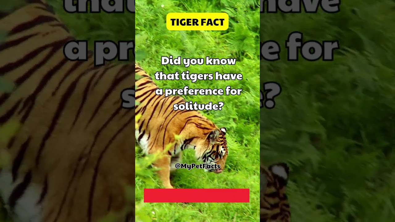 Why Tiger Prefer To Be Alone 🐅 #tiger #tigers #tigershort #wildlife #tigerfact #shorts #wildfacts