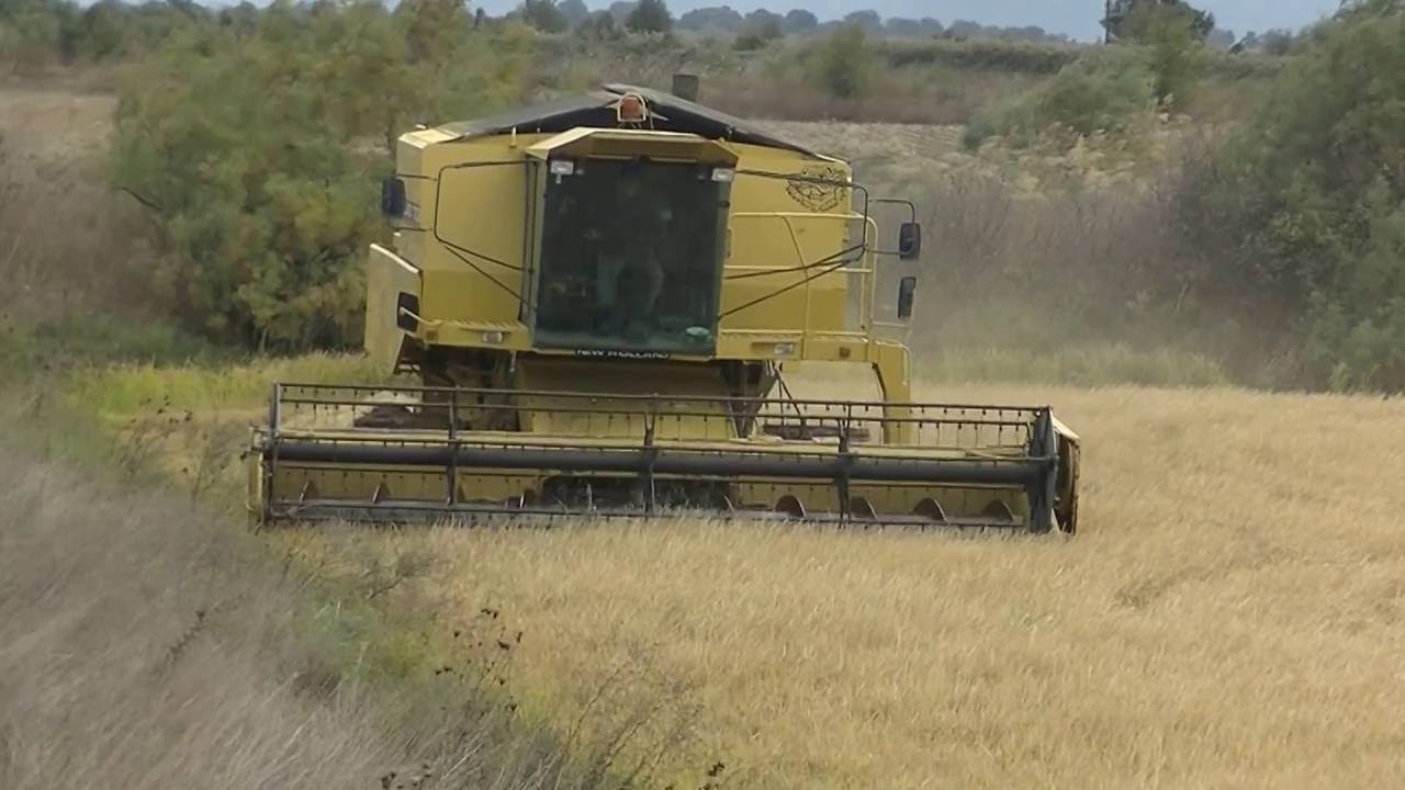 New Holland TX36 Rice   Greece