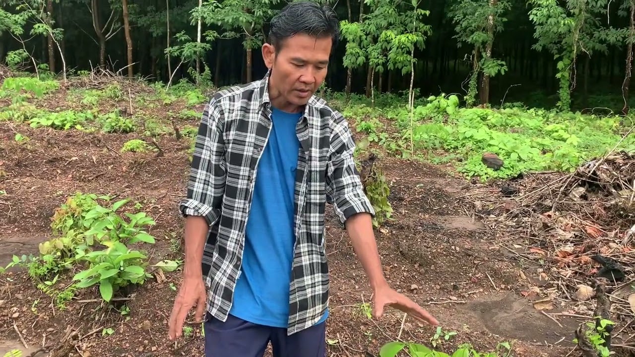 How to maintenance immature rubber trees (ရာဘာပင်ကိုစိုက်ပျိုးပြီးဘယ်လိုပြုစုထိန်းသိမ်းမလဲ)