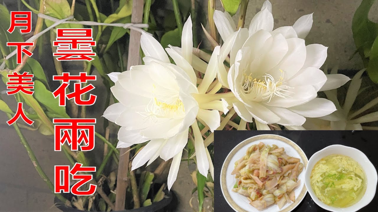 曇花 常被稱爲月下美人，不僅可以觀賞還可以吃，能夠潤肺養顔。