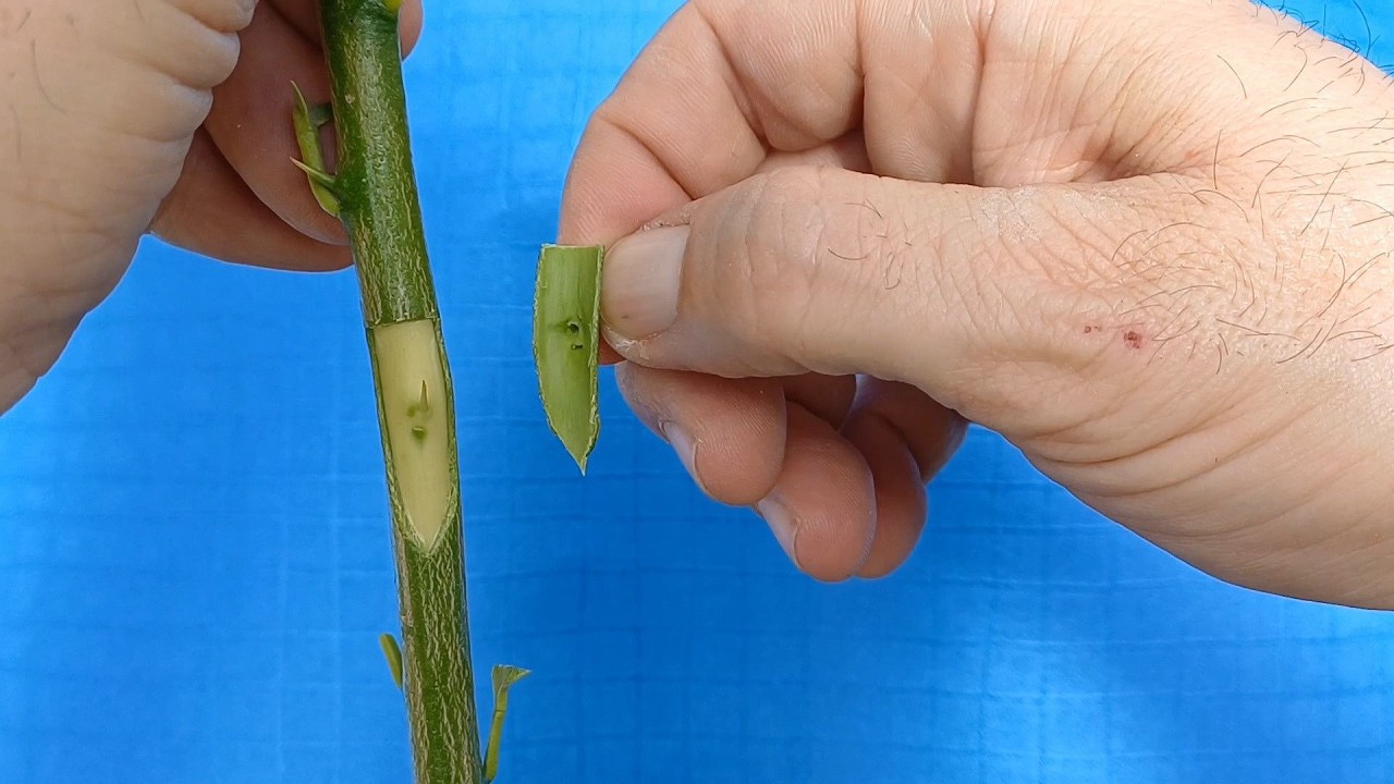 T-Budding Citrus Trees | Shield Bud Grafting Without Wood (Step-by-Step Guide)