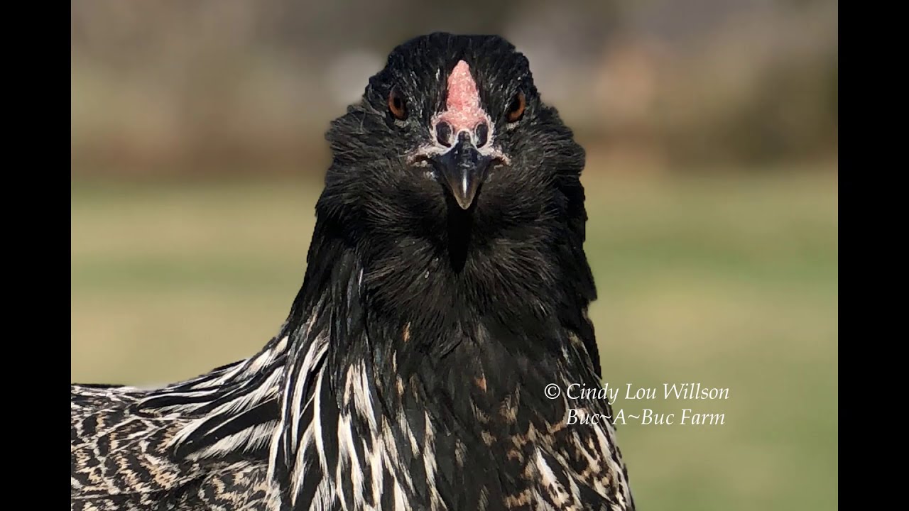 HEN or a ROOSTER? How to tell! Easter Egger / Ameraucana Pullet