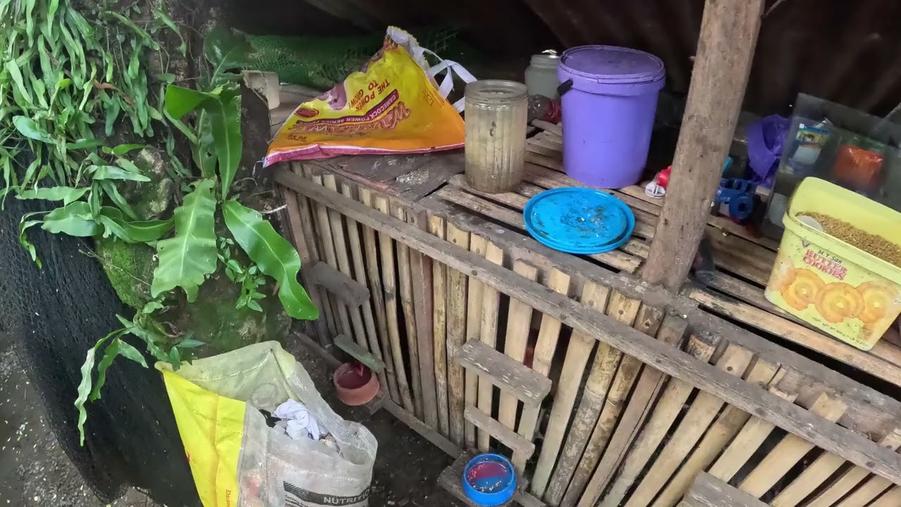 pakain muna sa mga nokis