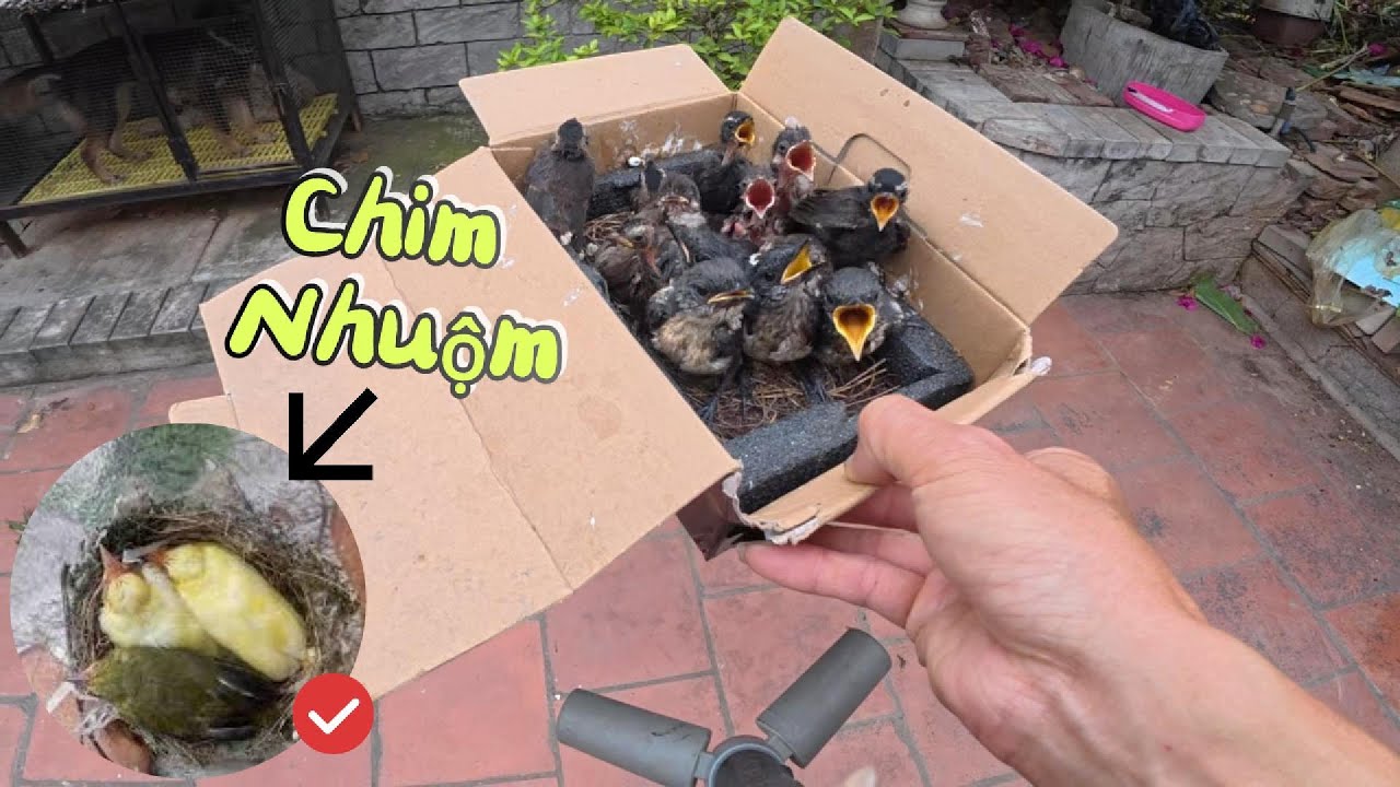 Nuôi Cả Một Rổ Chim Non Mà Không Biết Được Điều Này?? / Yêu Chim Cảnh