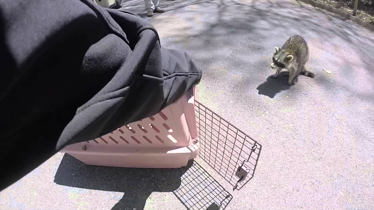 Racoon with Distemper