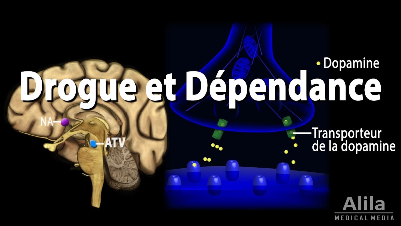 Mécanisme de Dépendance dans le Cerveau, Animation