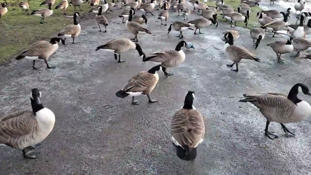 Park walk with curry