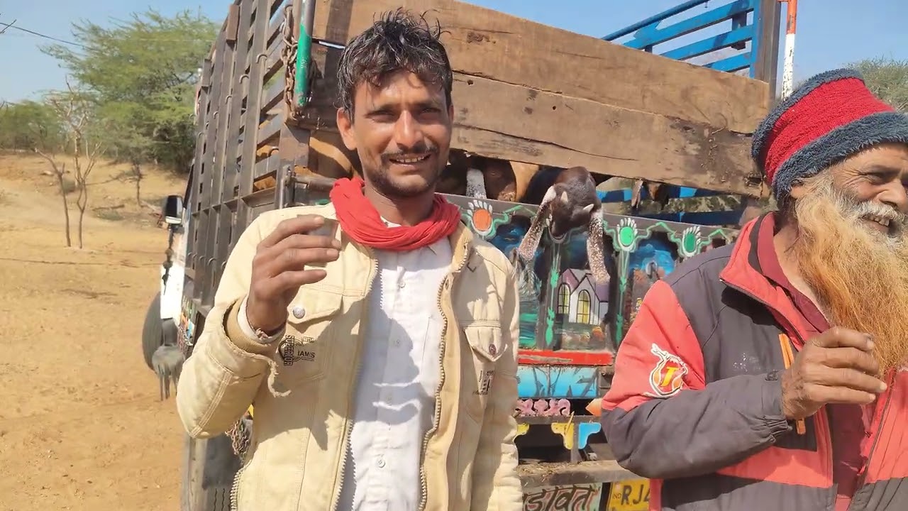 Sirohi breed of JASRAJ GURJAR GOAT FARM bansed parbatsar 8824399018