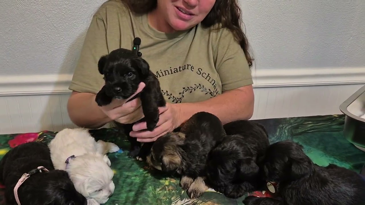 Birdie's puppies are 4 weeks old, 12-13-25.