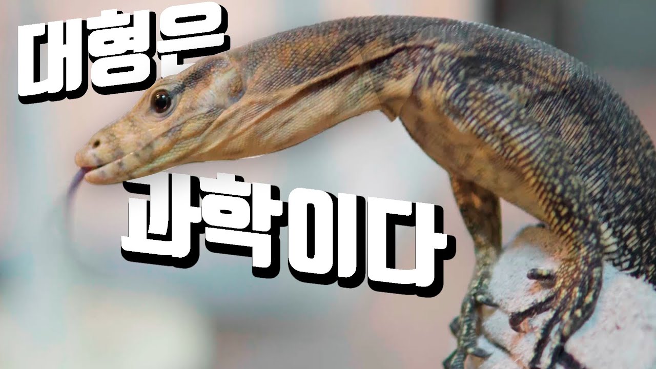 파충류 샵 레전드.. 멈춰렙타일 방문! 대형 뱀 그리고 도마뱀은 빠질 수 밖에 없다!