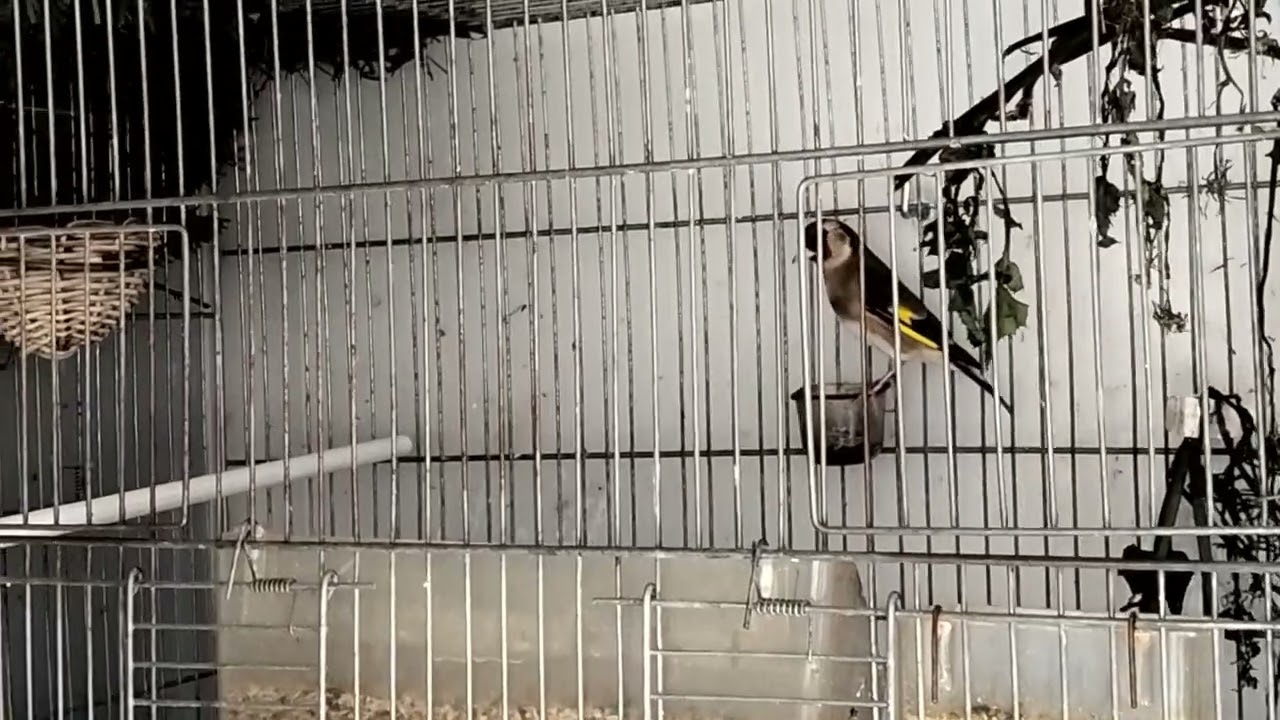 Domenica 23 febbraio cardellini in forma e primi approcci