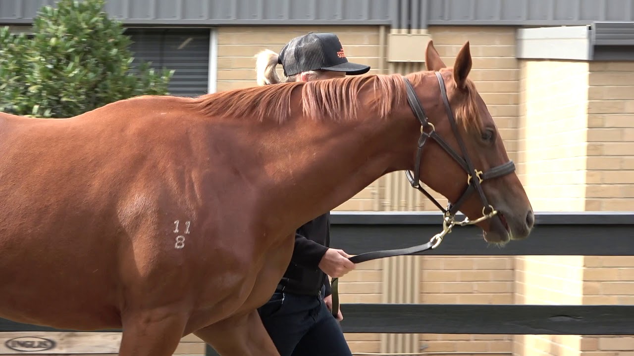 Inglis Premier Zoustar x Tendue Filly