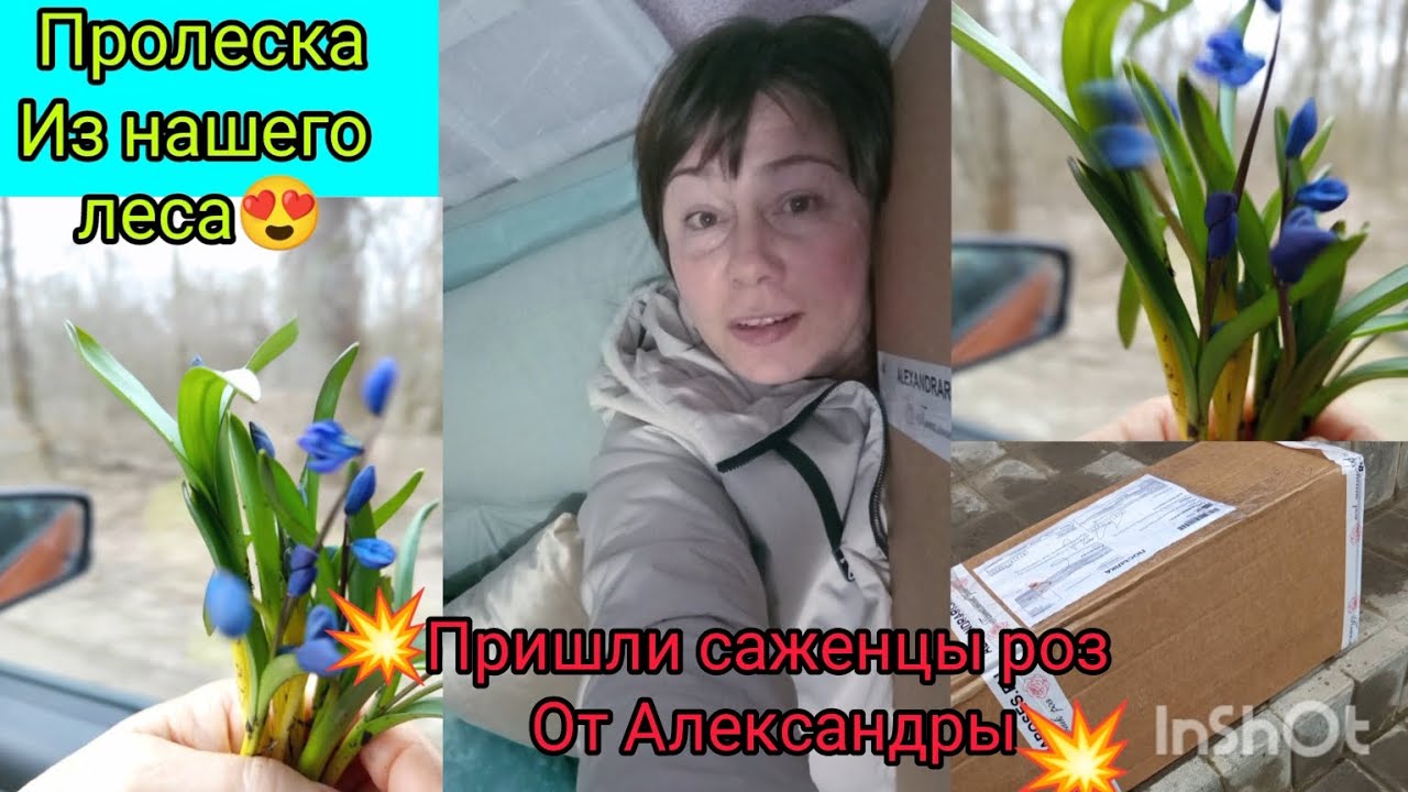 💥Первая прилетела😅🌹🙏!- распаковка посылки с саженцами роз от питомника 