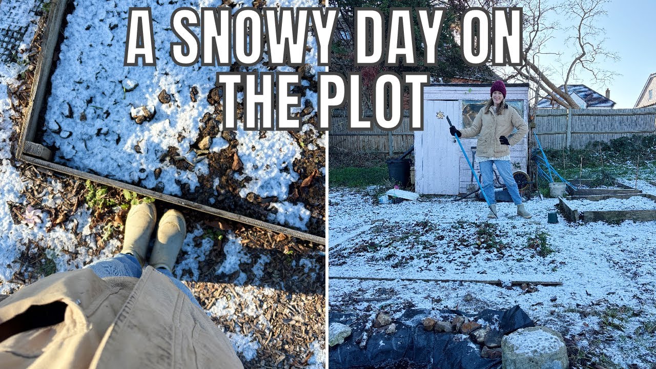 SNOW DAY ON THE ALLOTMENT / ALLOTMENT GARDENING UK