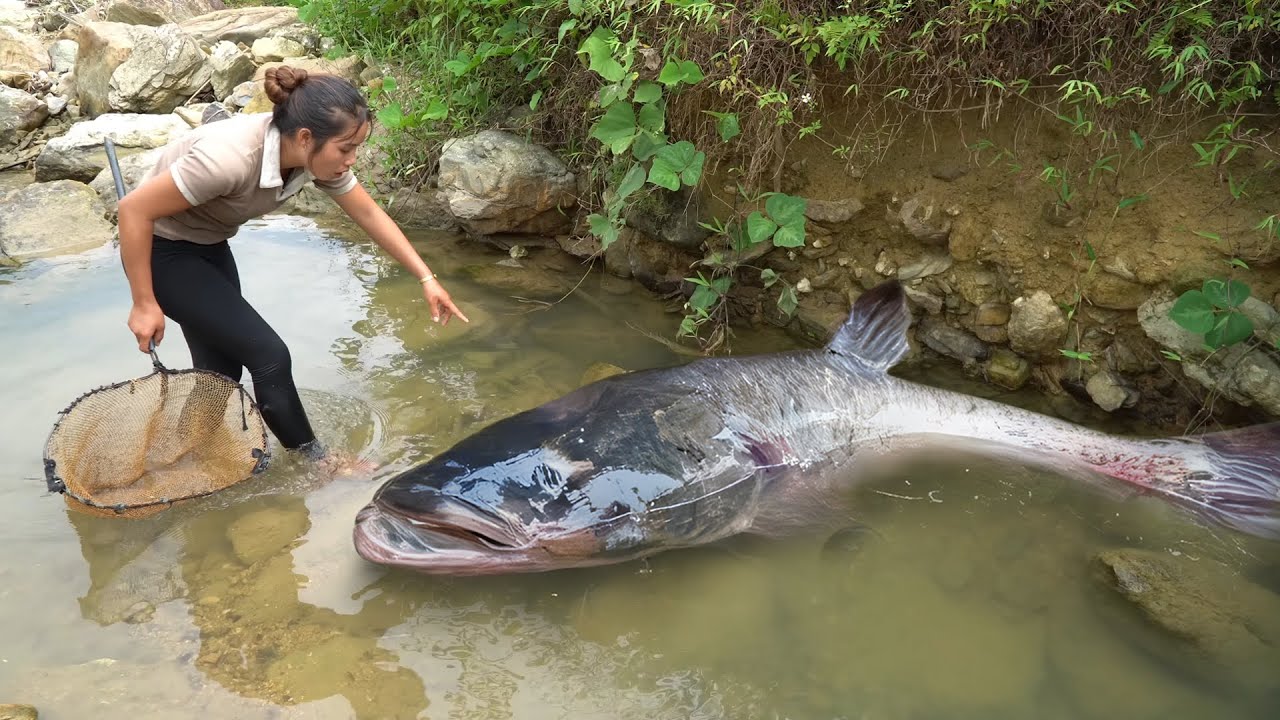 Hand-catching 1800kg+ giant monster catfish & huge school of carp to sell at the market with family