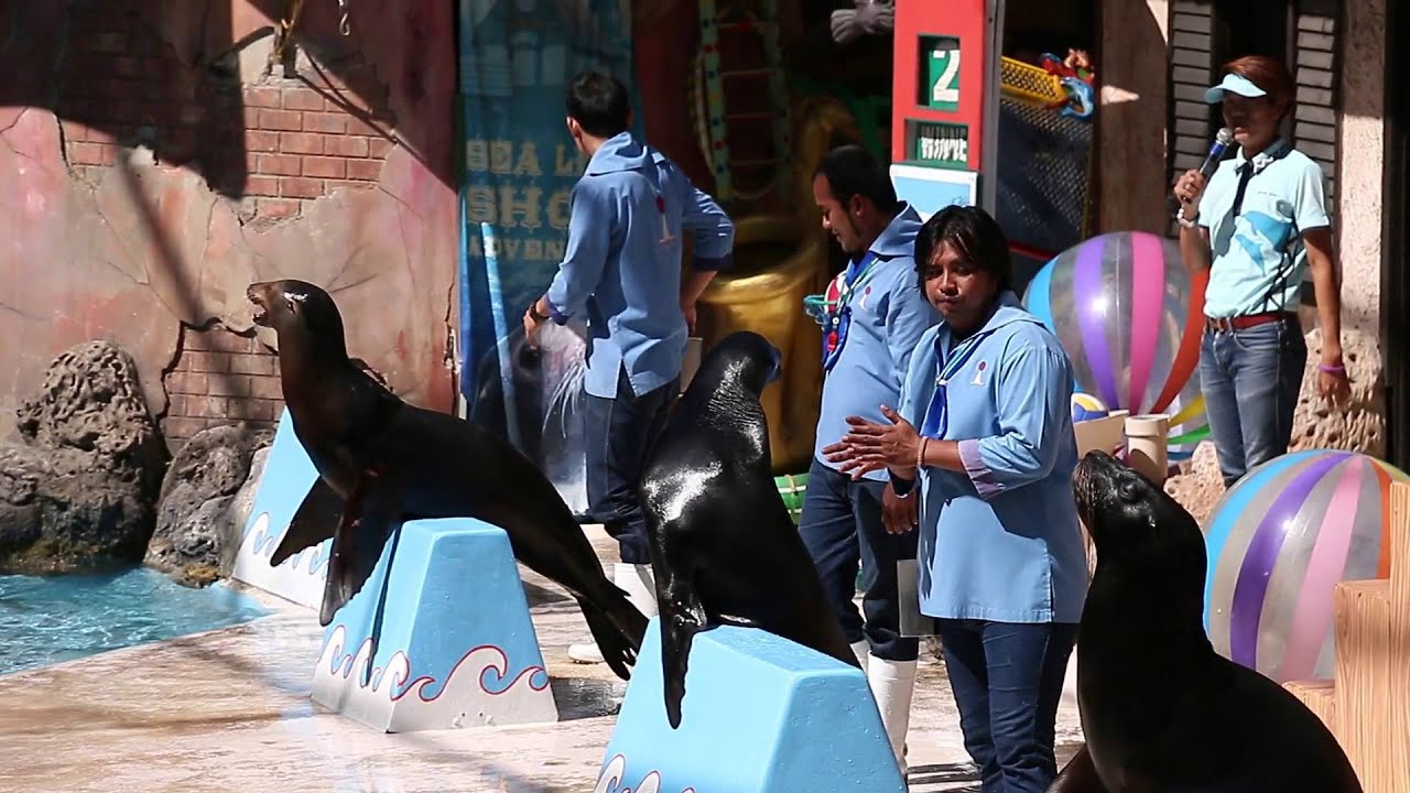Safari World : Sea Lion Show (Bangkok - Thailand)