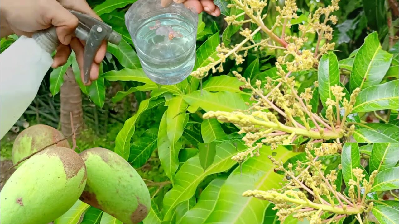 Making Homemade Natural Hormones To Stimulate Fruit Trees