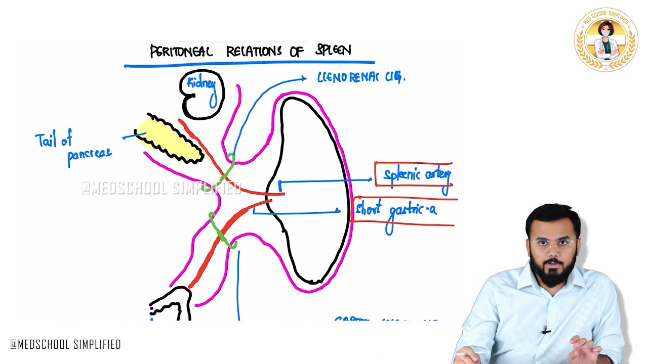 24. Peritoneal Relations of the Spleen | Gastrosplenic & Splenorenal Ligaments Explained