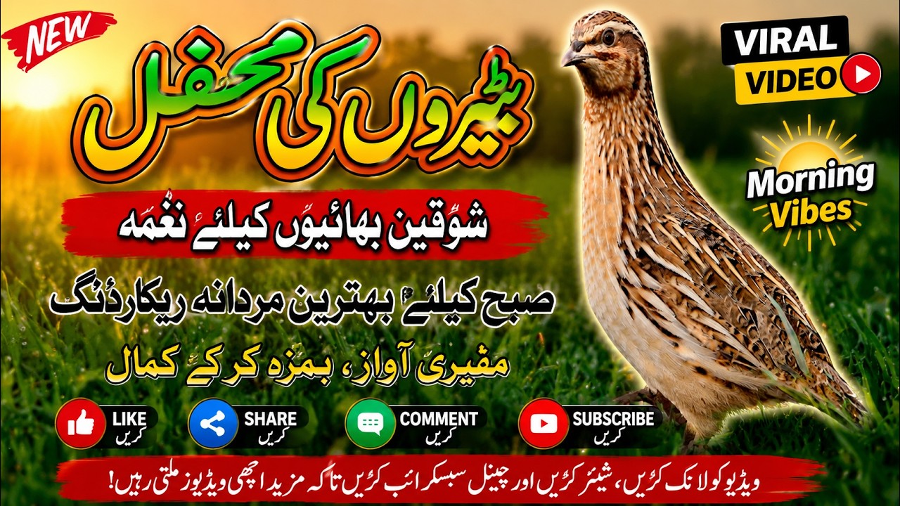 Batair Ki Awaz With New kirak 2025 | Madi Ki Awaz | Batair Ki Awaz | Morning Common Quail Voice