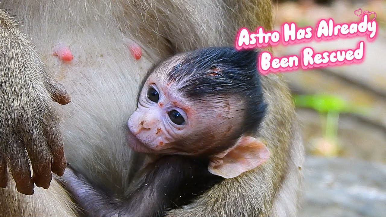 Update Infant Astro ; Astro Has Already Been Rescued , Nature Documentary
