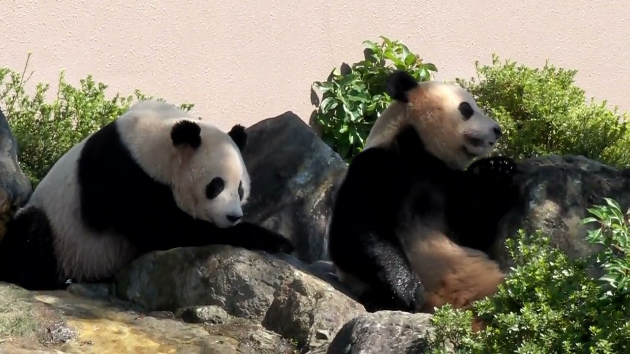 アドベンチャーワールド 明浜・愛浜のじゃれあい (2009.10.11)