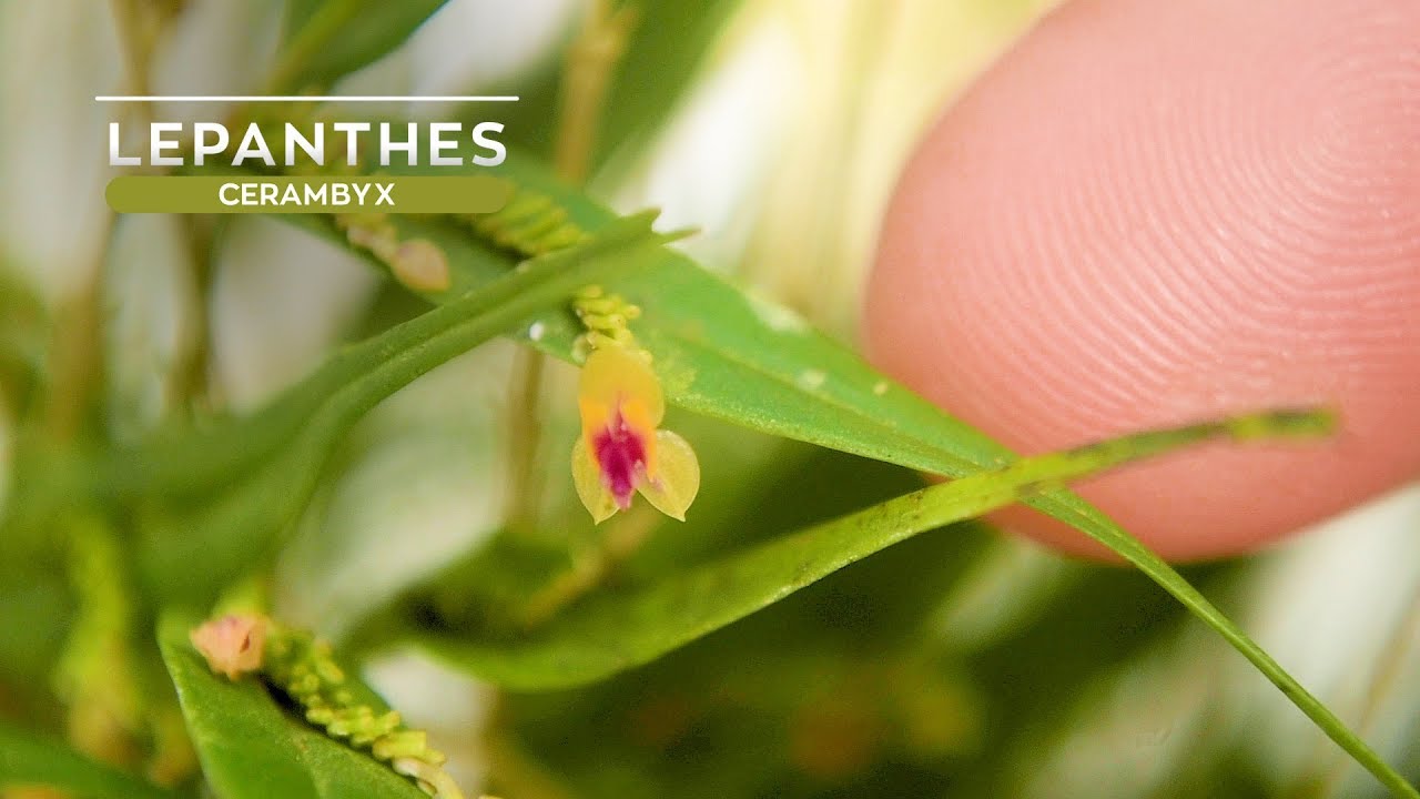Orquídea Miniatura Lepanthes cerambyx