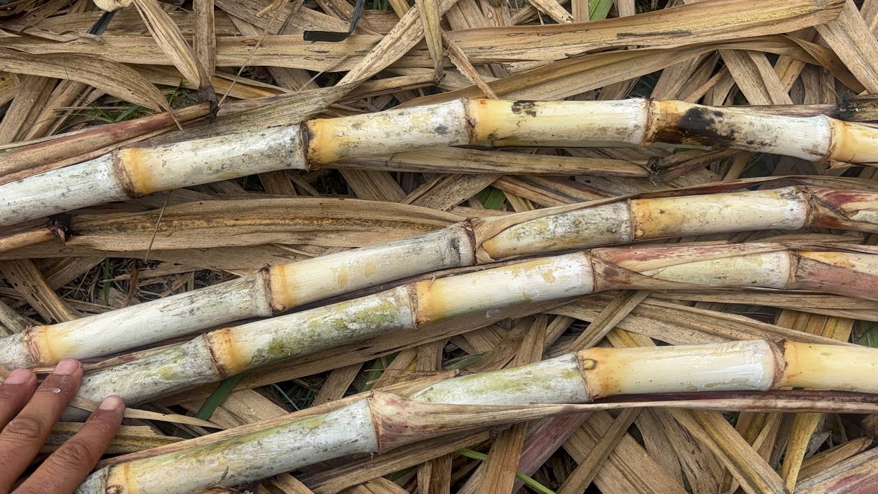 19231 गन्ना बीज की कटाई | 19231 sugarcane variety 