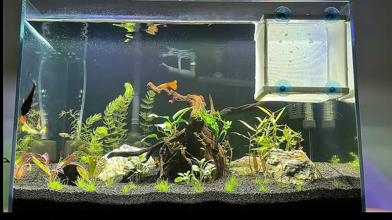 5 Minutes of Aquarium Therapy