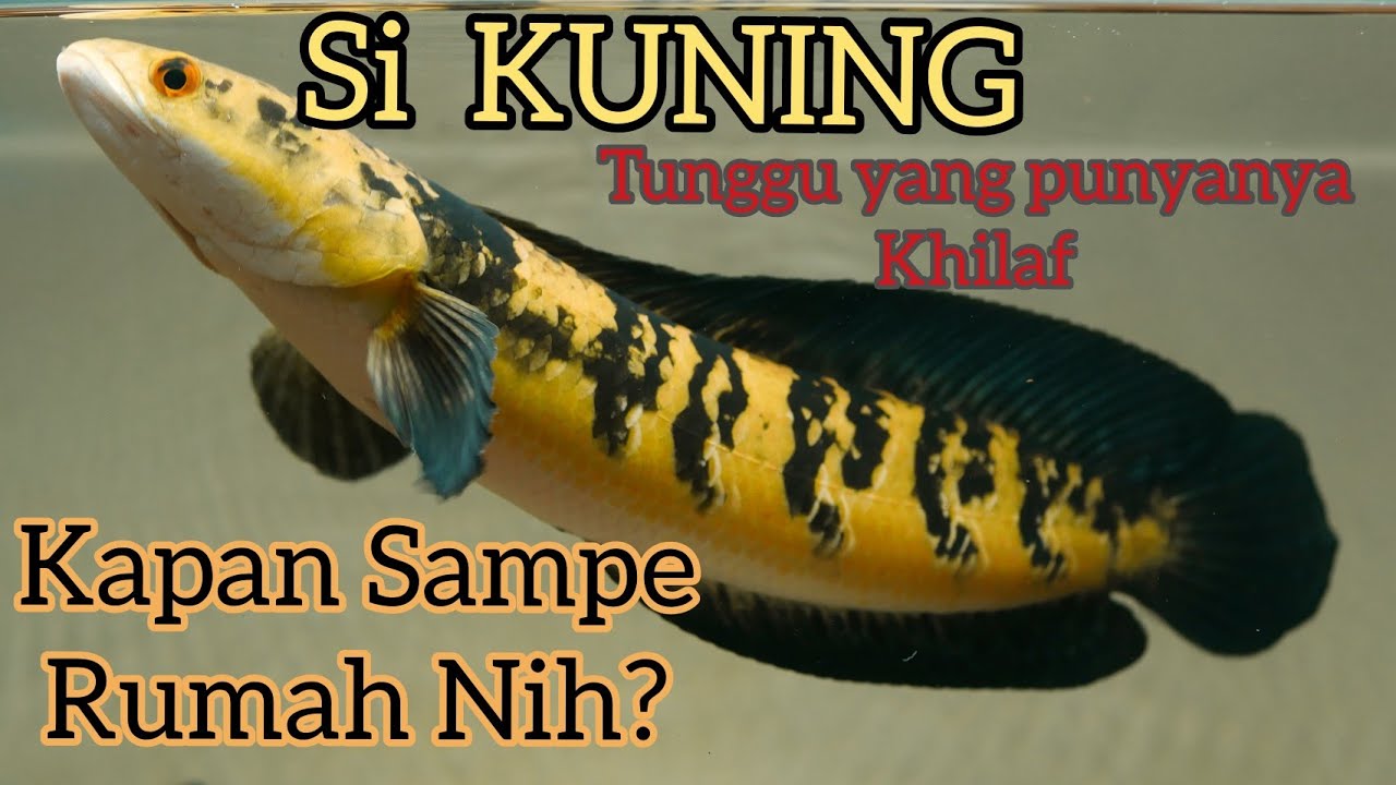 LAGI Ngincer CHANNA KUNING INI