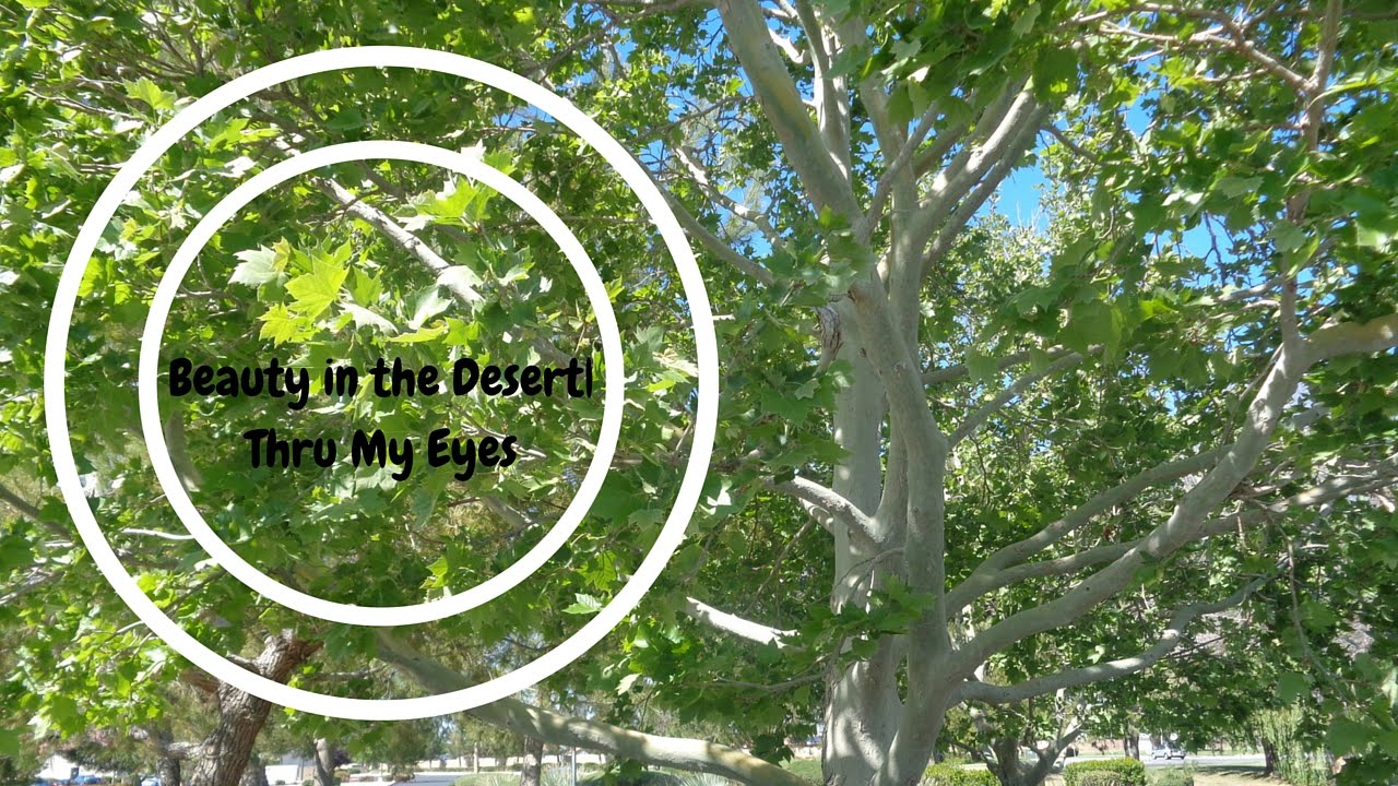 Beauty in the Desert| Thru My Eyes