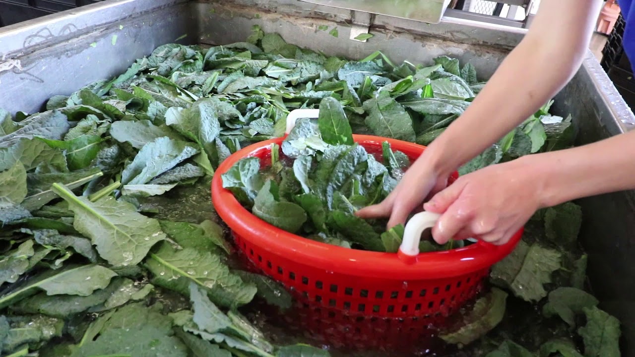 Washing Salad Greens at Jericho Settlers Farm