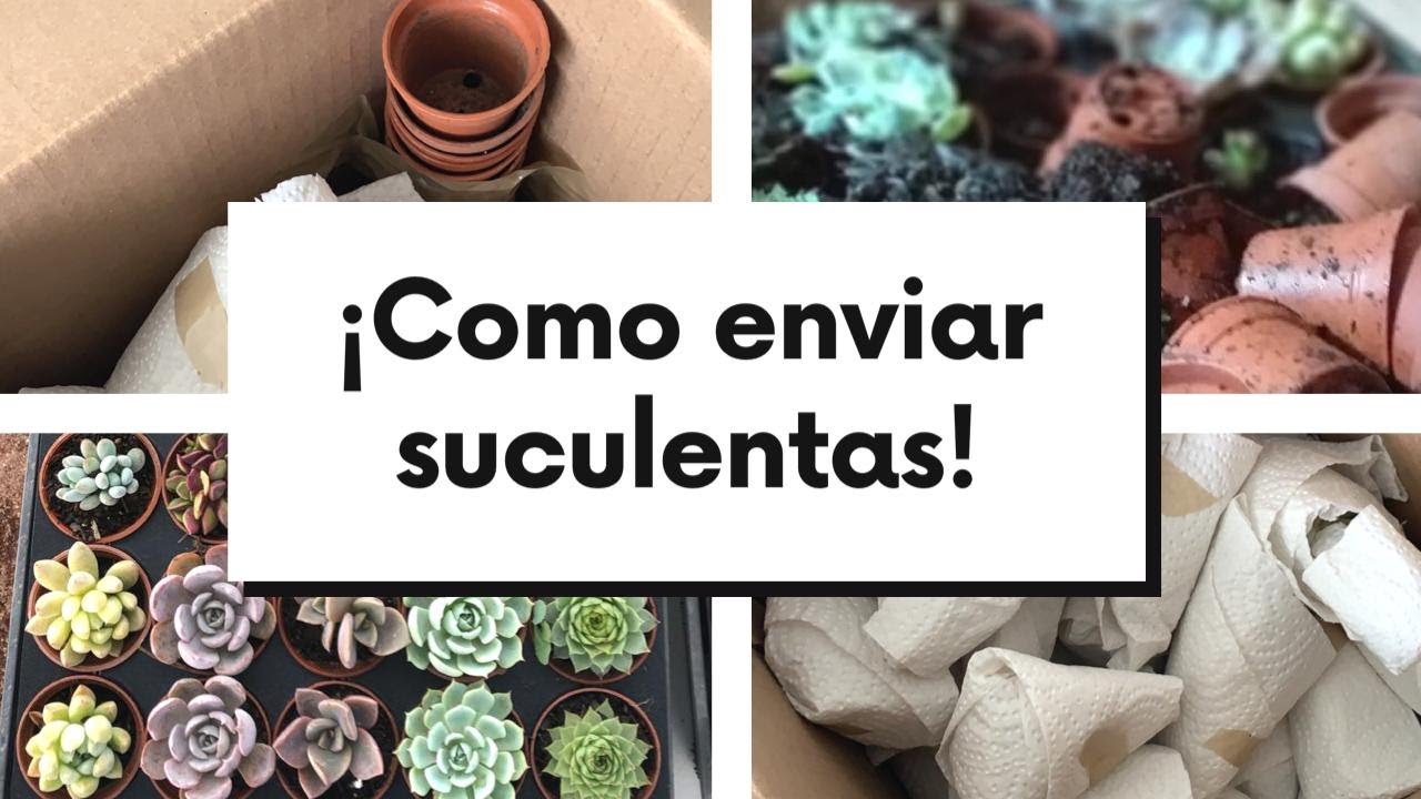 COMO ENVIAR SUCULENTAS POR PAQUETERA/ FÁCIL Y SEGURO