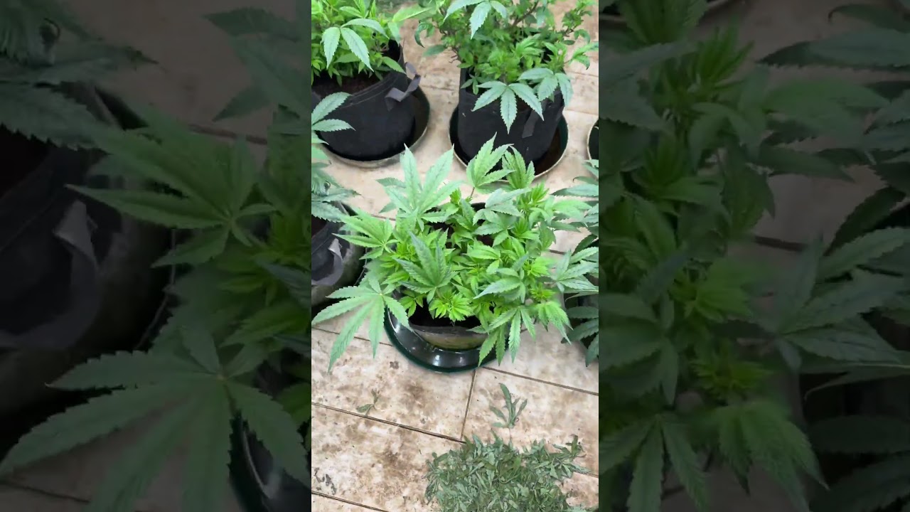 GROWING CANNABIS W/ ADVANCED NUTRIENTS!!!DAY:3 FLOWERING