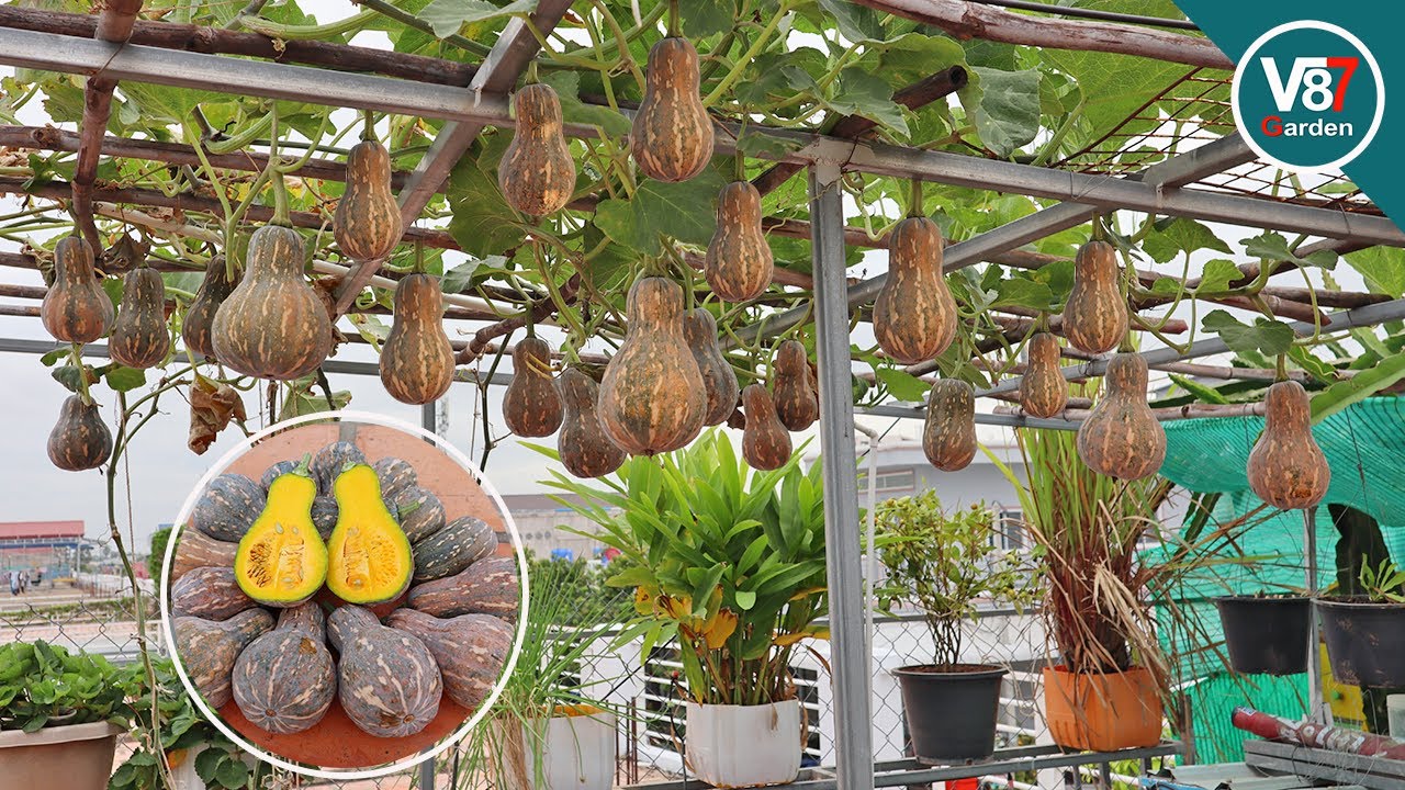 How to grow pumpkins in container at home