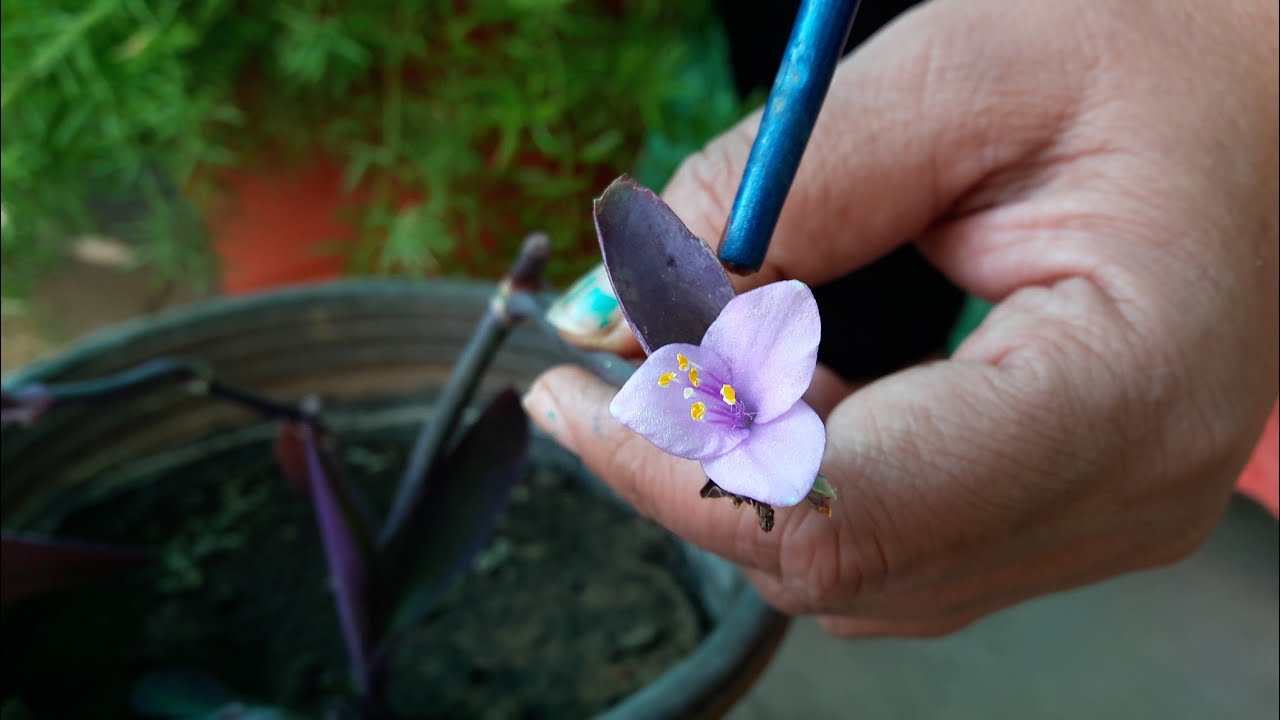 How to Grow and Care Purple Heart Plant // Fun Gardening