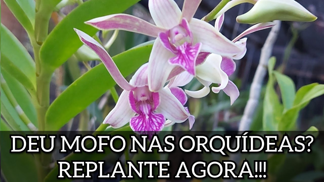 MOFO NAS ORQUÍDEAS... O QUE FAZER???