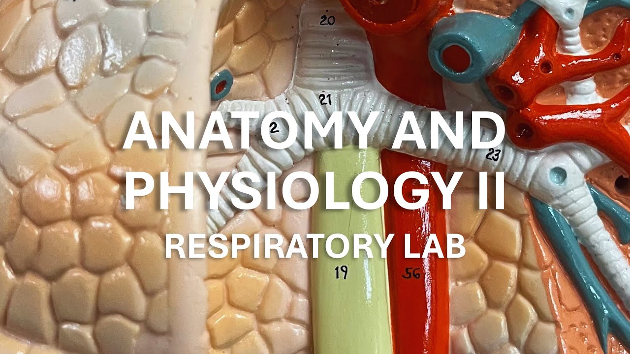 Anatomy and Physiology II - Respiratory Lab