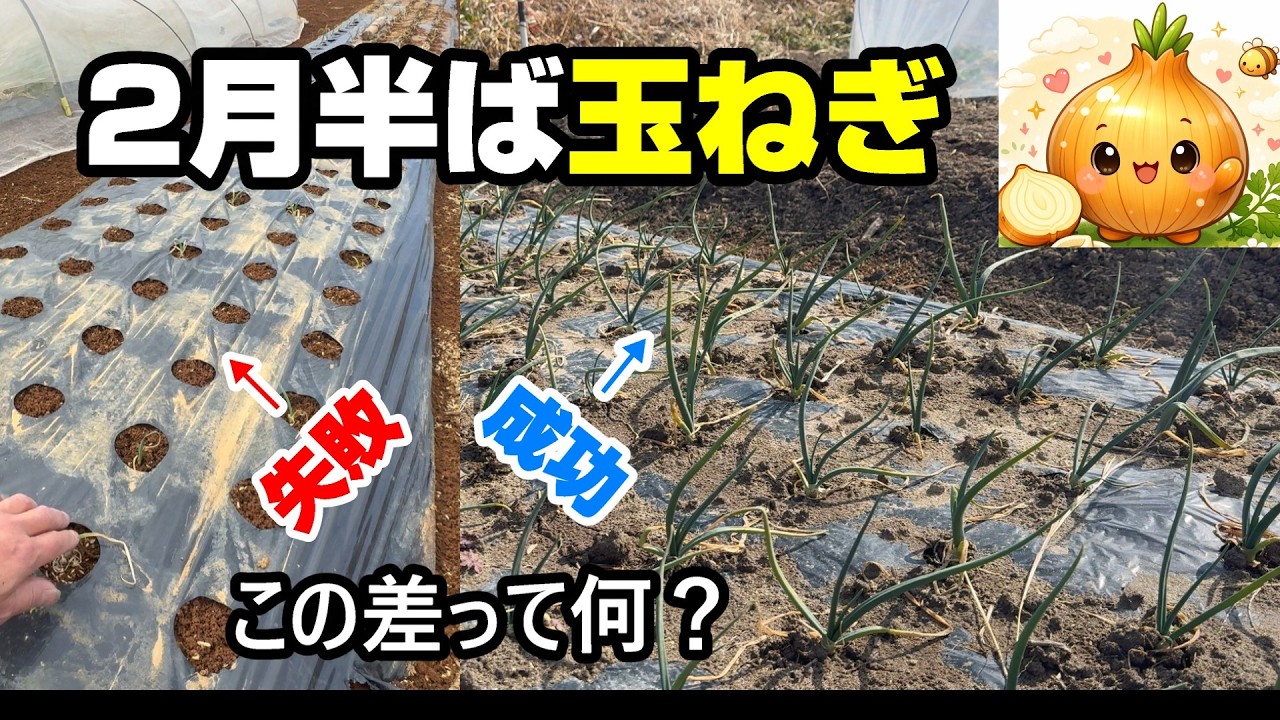 玉ねぎ栽培　失敗成功は2月で歴然の差。追肥なども。♯玉ねぎ＃栽培＃追肥♯農薬♯野菜#肥料